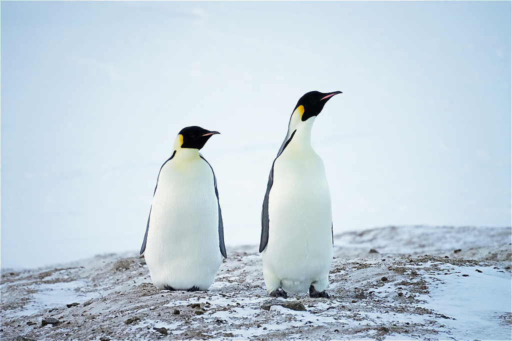 コウテイペンギン